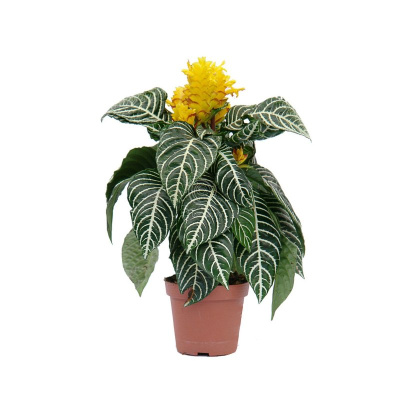 Афеландра 1390