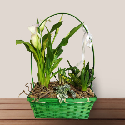 Композиция в корзине из комнатных цветов M 28843