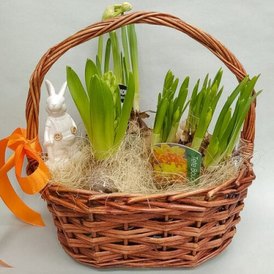 Корзинка с луковичными первоцветами M (гиацинты и нарциссы) 13257