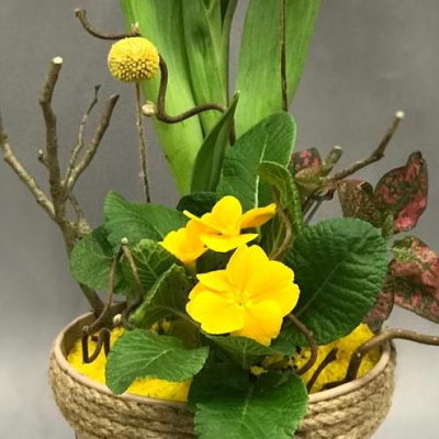 Кашпо с луковичными первоцветами S (тюльпан, примула) 13307