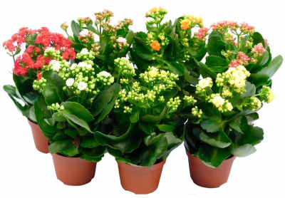 Каланхое 250